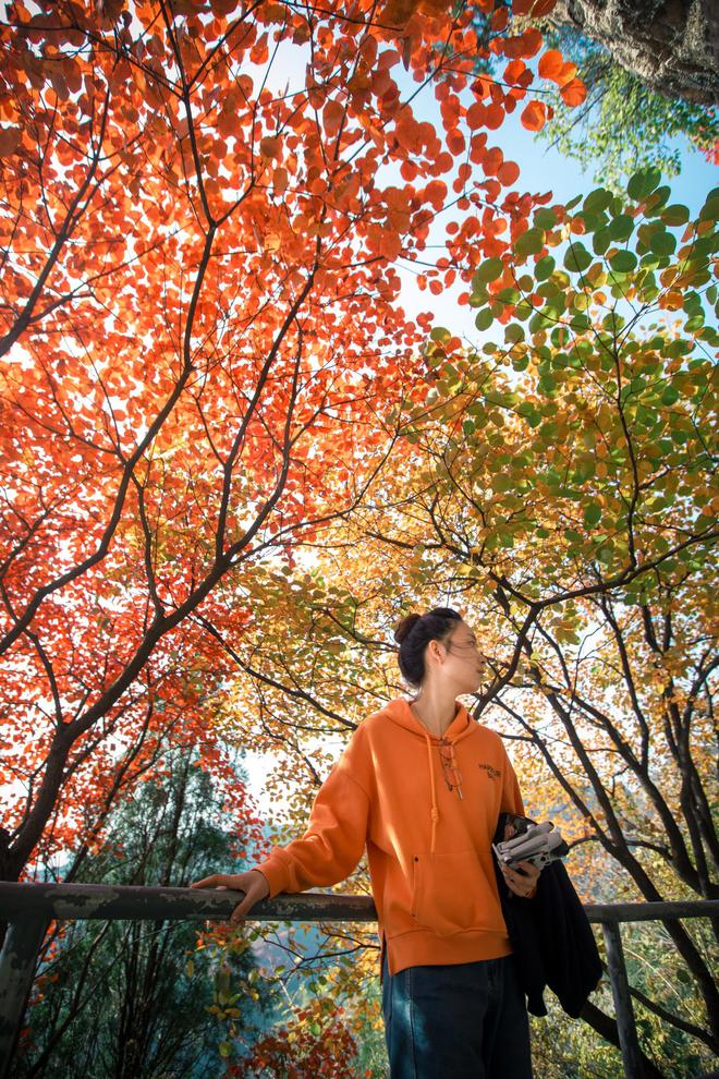 又是一年“秋”好处！登高寻秋、彩林漫山潭溪山是如何“红”起来的？(图11)