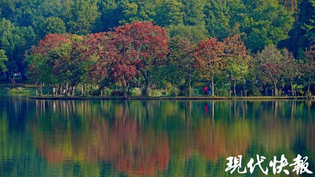 来前湖赏斑斓秋色南京月牙堤迎最佳观赏期(图2)