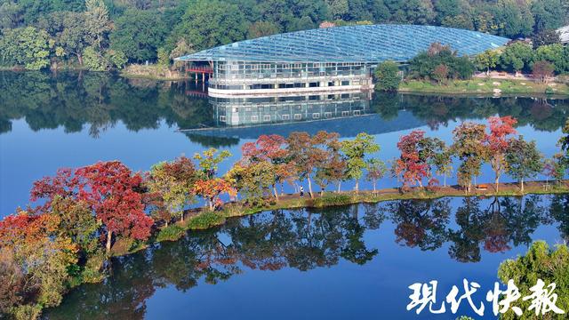 来前湖赏斑斓秋色南京月牙堤迎最佳观赏期(图3)