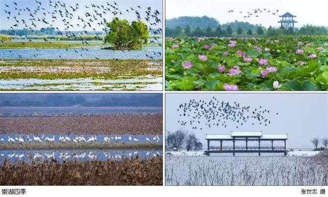 星空体育网站：“定格崇湖之美”2024湖北公安县崇湖国家湿地公园首届摄影展开展(图5)