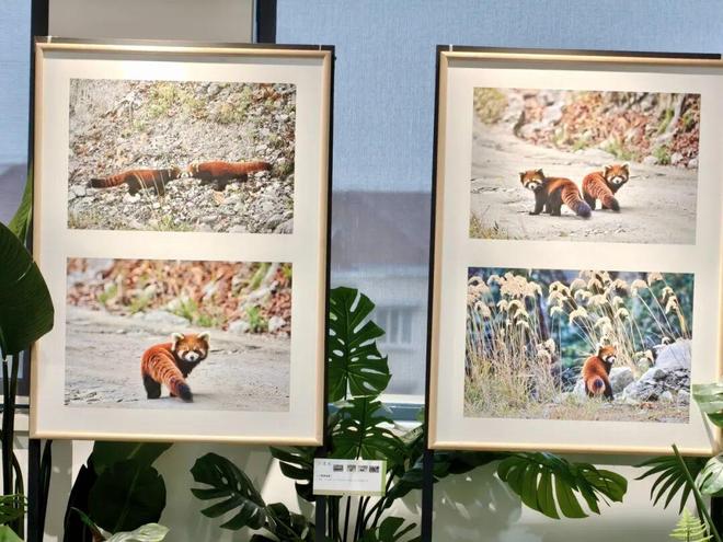 小熊猫、金丝猴、亚洲象做客“摄影小镇”超过十五万人看过的展来静安了(图4)