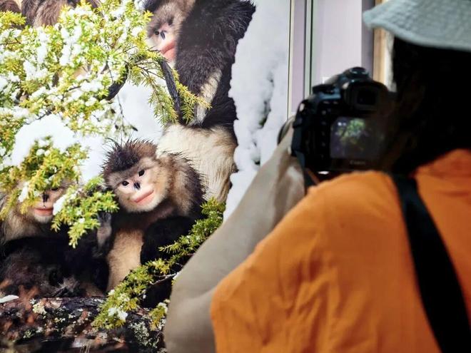 小熊猫、金丝猴、亚洲象做客“摄影小镇”超过十五万人看过的展来静安了(图5)