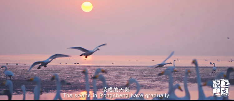 星空体育：喜报！《远方来客》获“讲好中国故事”创意传播国际大赛一等奖(图2)