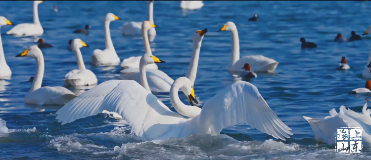 星空体育：喜报！《远方来客》获“讲好中国故事”创意传播国际大赛一等奖(图3)