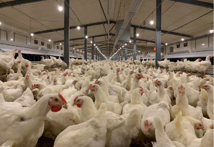 白羽肉鸡产业摄影大赛开始啦!(图2)