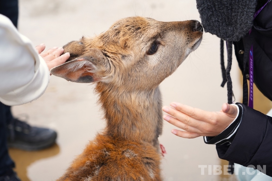 【牢记嘱托共建美丽新西藏】娘蒲乡样本：一只梅花鹿“驮”起的乡村振兴链(图5)