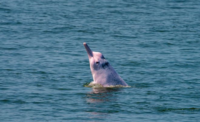 全球首部!官宣!(图3)