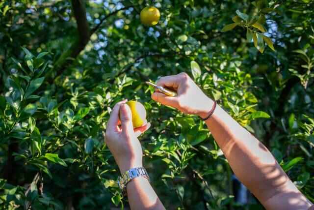 崇德之城柑王正甜:“媒体+”卖全球千年贡柑拓新路(图4)