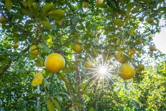 崇德之城柑王正甜:“媒体+”卖全球千年贡柑拓新路(图9)