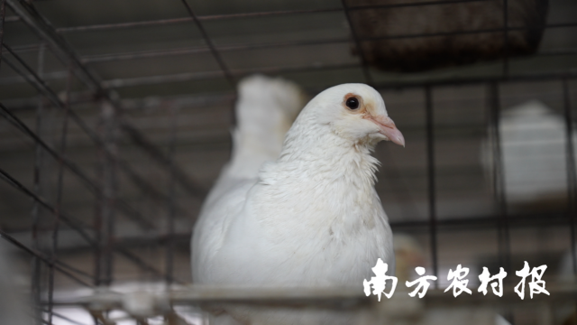 从“五大百亿”到千亿新蓝图!广东清远的“媒体+”现代农业方法论(图19)