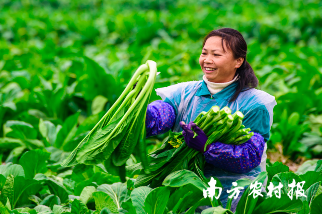 从“五大百亿”到千亿新蓝图!广东清远的“媒体+”现代农业方法论(图15)