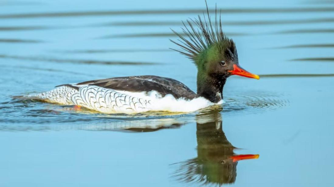 星空体育:绝对零度|中华秋沙鸭缘何连续13年打卡“西湖”(图2)
