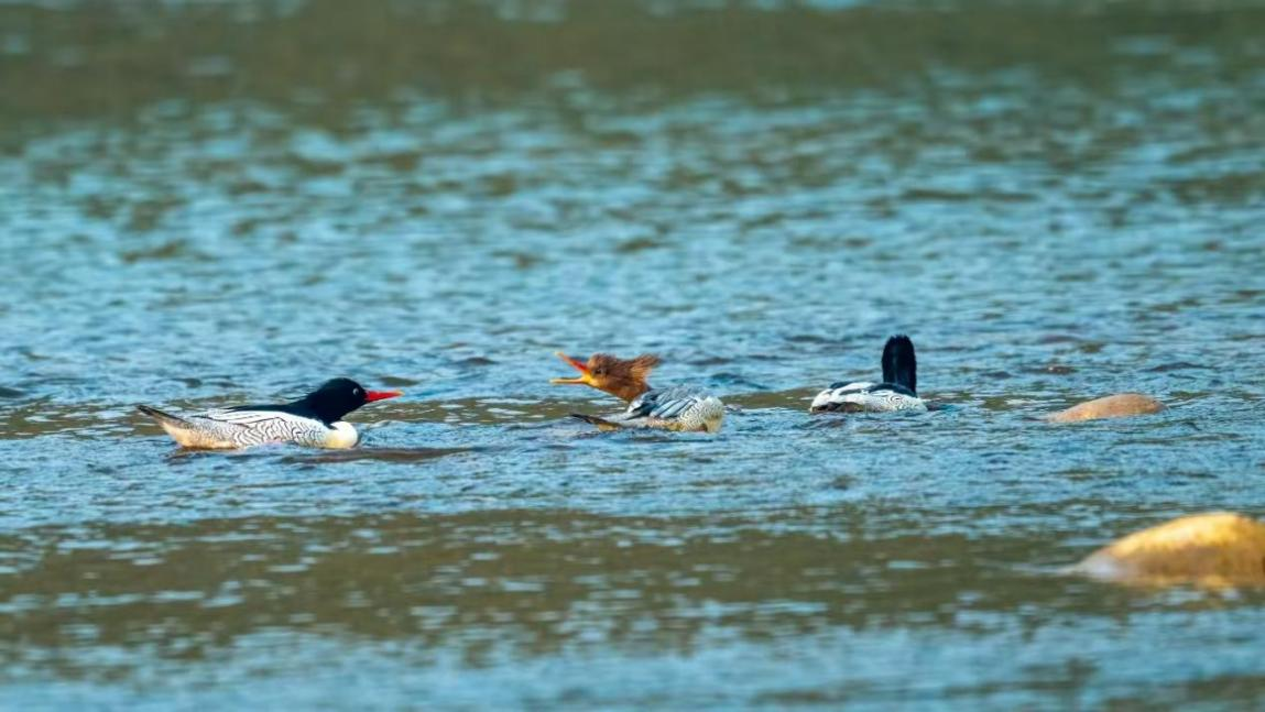 星空体育:绝对零度|中华秋沙鸭缘何连续13年打卡“西湖”(图4)