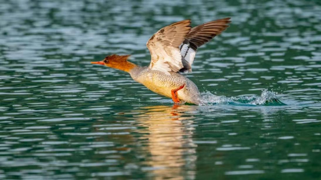 星空体育:绝对零度|中华秋沙鸭缘何连续13年打卡“西湖”(图3)