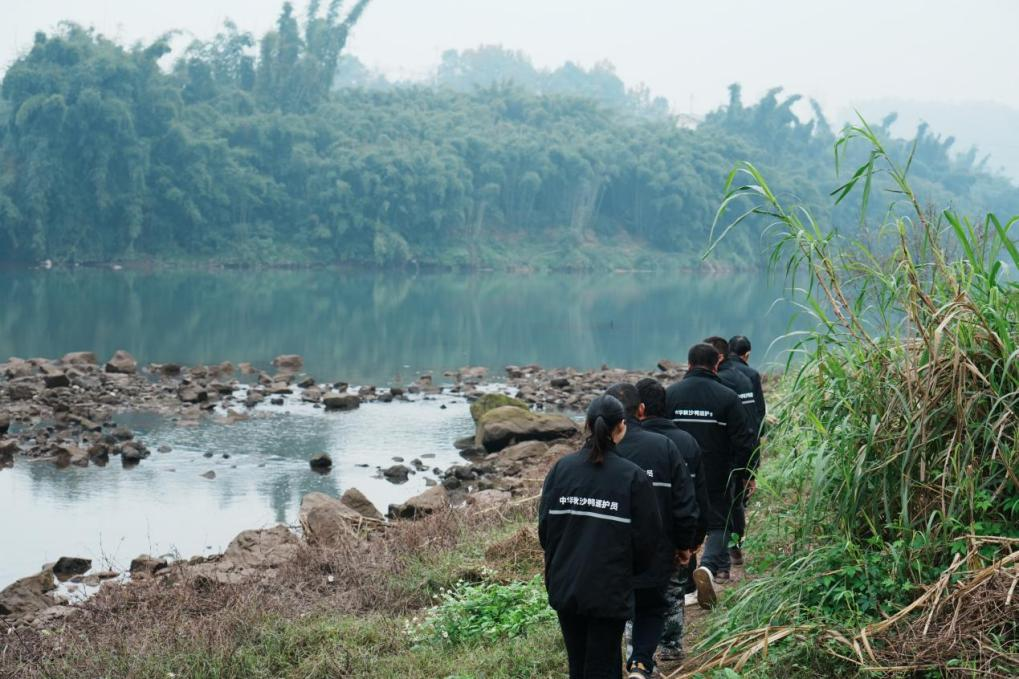 星空体育:绝对零度|中华秋沙鸭缘何连续13年打卡“西湖”(图6)