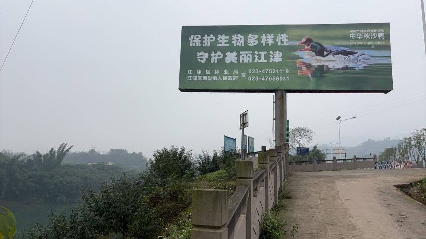 星空体育:绝对零度|中华秋沙鸭缘何连续13年打卡“西湖”(图8)