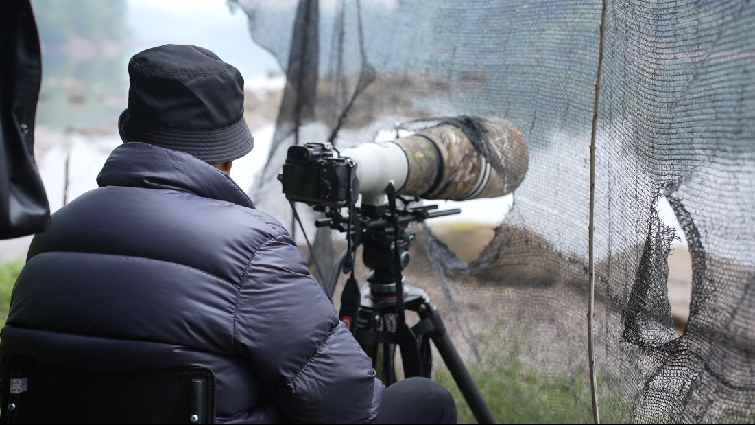 星空体育:绝对零度|中华秋沙鸭缘何连续13年打卡“西湖”(图7)