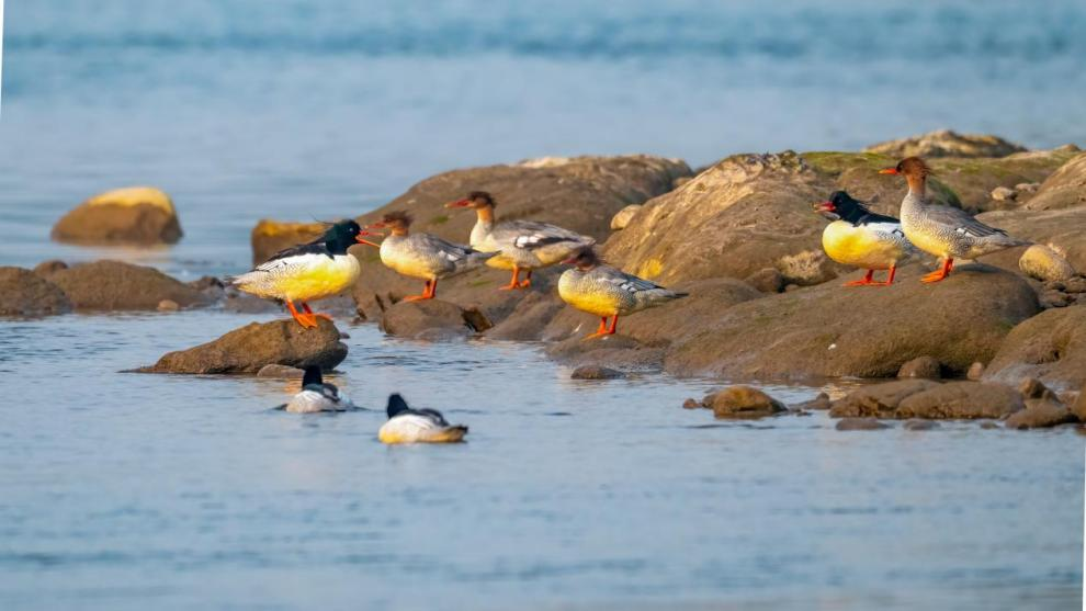 星空体育:绝对零度|中华秋沙鸭缘何连续13年打卡“西湖”(图9)