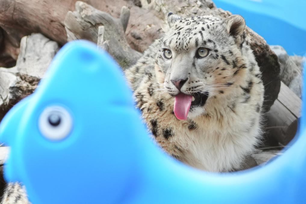 雪豹之都里的“雪豹”经济(图2)